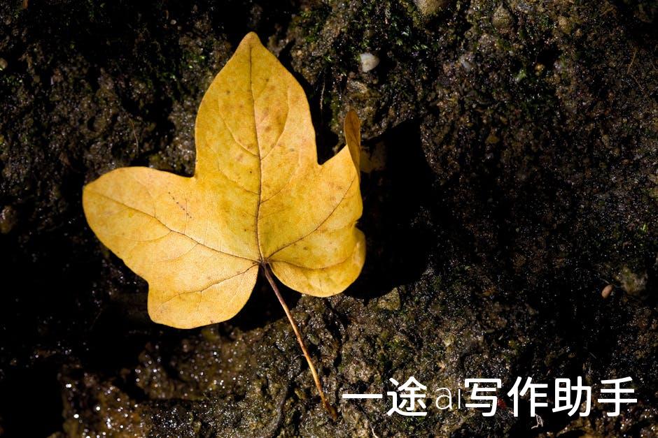 内容创业新风口，网易自媒体平台邀你共航！