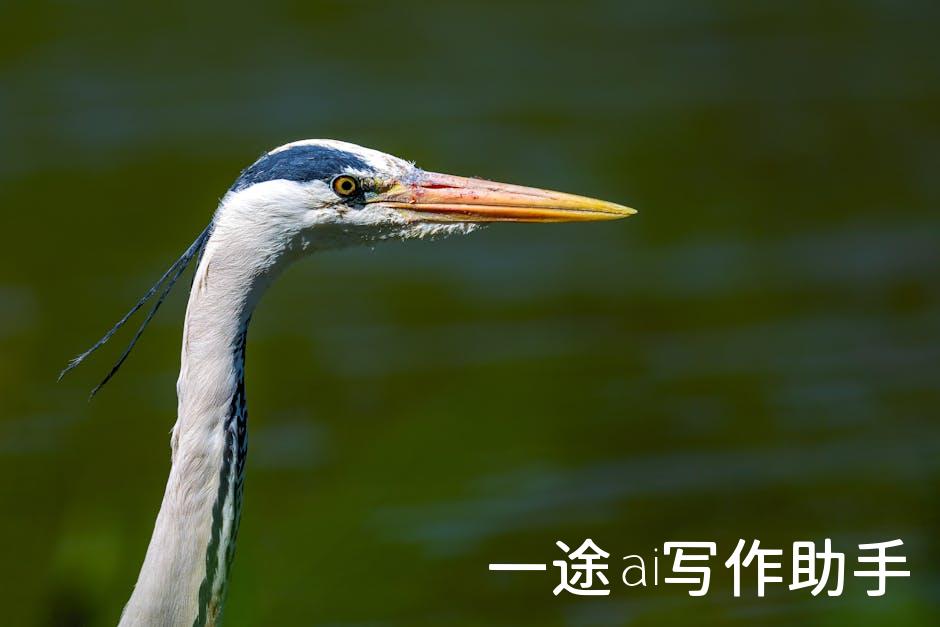 抢占自媒体风口，搜狐平台全新启航！加入我们，共创内容盛宴！
