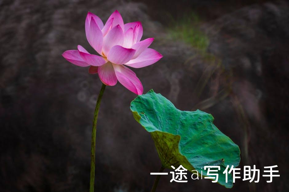 打造爆款内容，哪家自媒体平台最给力？权威评测帮你选对平台！