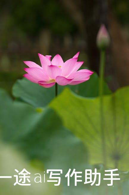 自媒体时代，小火花助你成为内容营销达人！